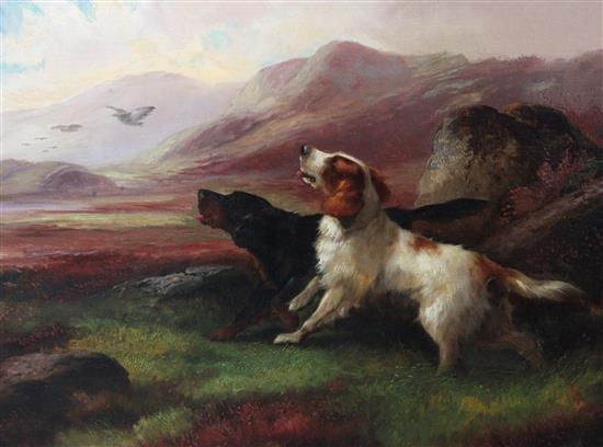 Robert Cleminson (1864-1903) Setters flushing grouse in a highland landscape 11.5 x 15.5in.